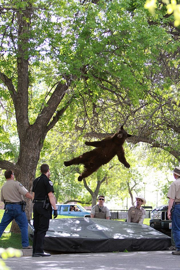 Падающий медведь с дерева после транквилизатора 