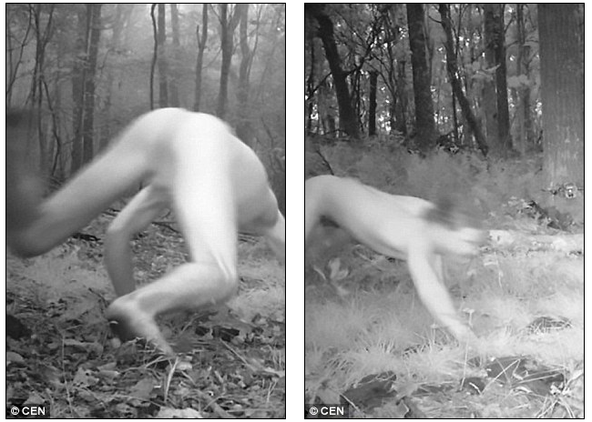 Человек-тигр носился по лесу голым: его зафиксировала скрытая камера
