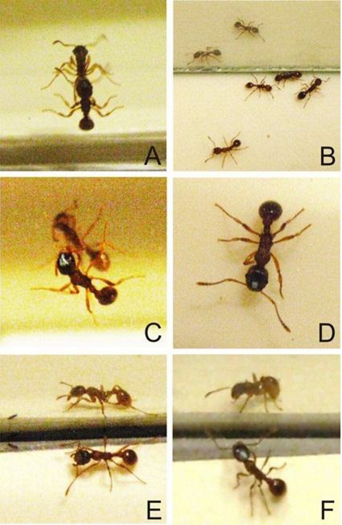 Муравьи способны узнавать себя в зеркале