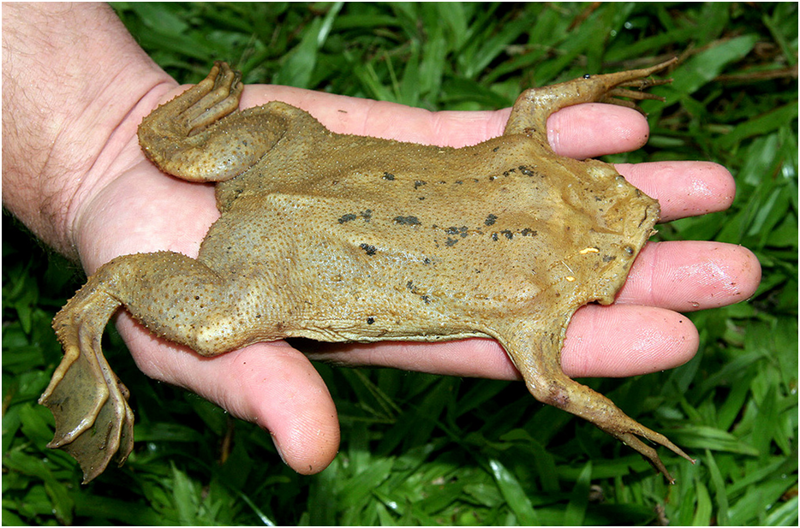 Это просто находка природы: Необычная жаба