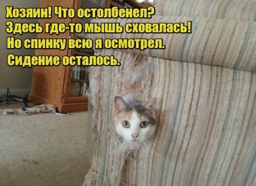 Прикольные и смешные зверушки