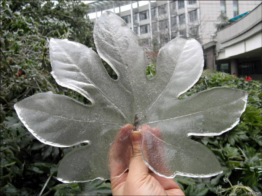 Хрустальные листья после ледяного дождя в Китае