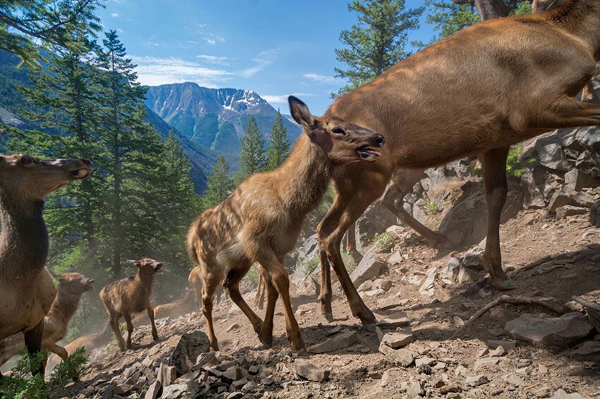 41. Первая миграция на летние пастбища. Трехнедельные оленята следуют за своими матерями на горный хребет высотой 1400 метров.