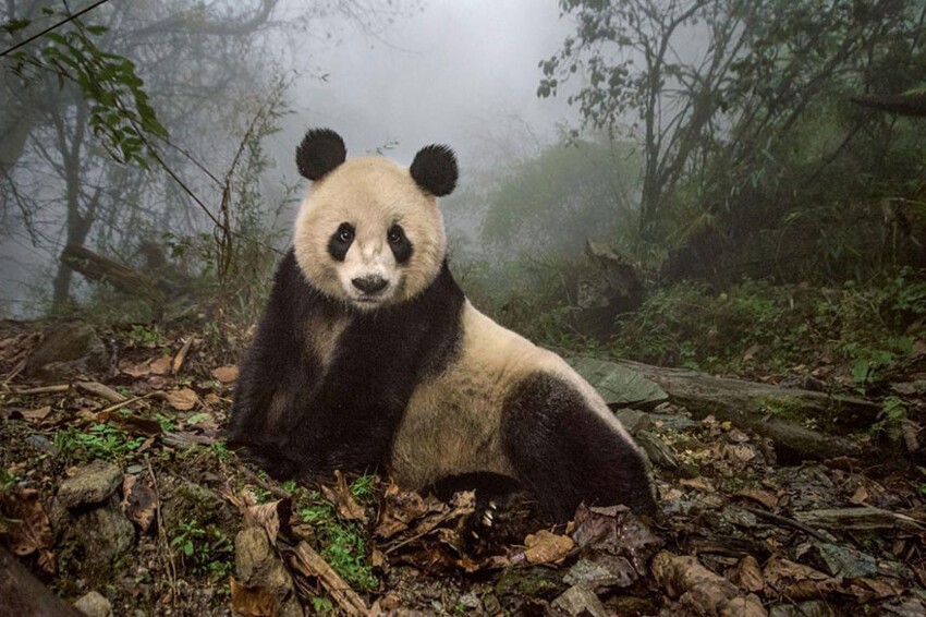 3. 16-летняя панда Е-Е на территории заповедника Волун, Китай.