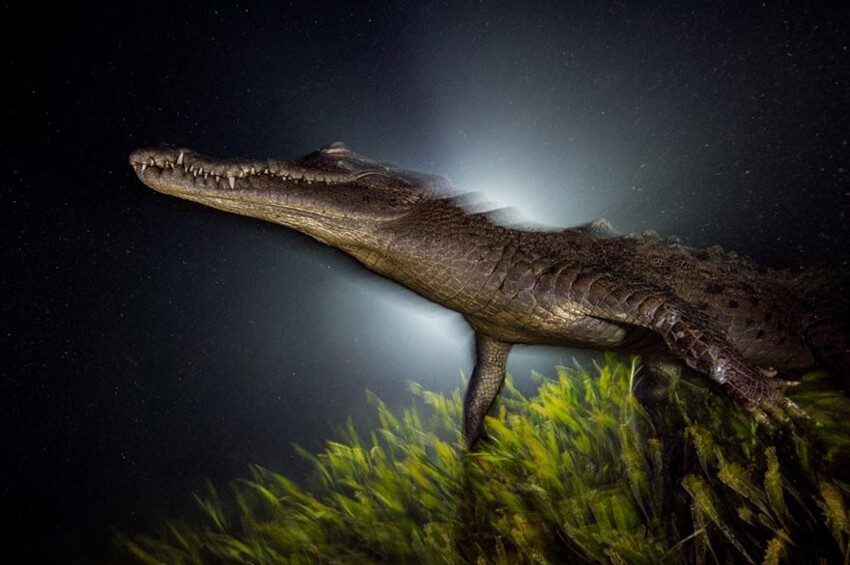 39. Острорылый крокодил устремился в мангровые дерби, Куба