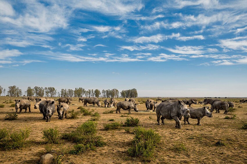 32. Носороги с отпиленными рогами на ферме в Южной Африке.