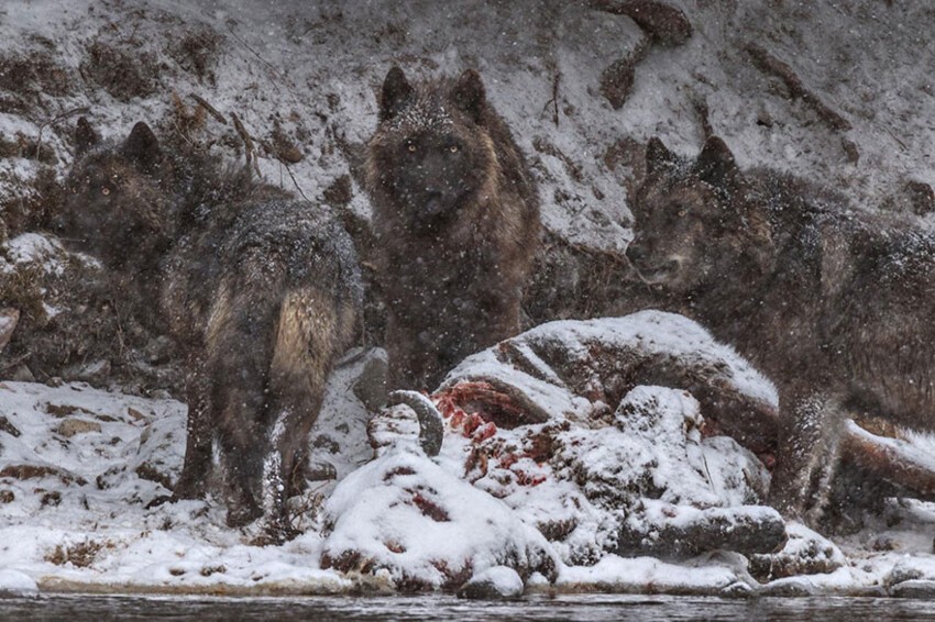16. Волки нашли тушу бизона утонувшего в реке Йеллоустон.