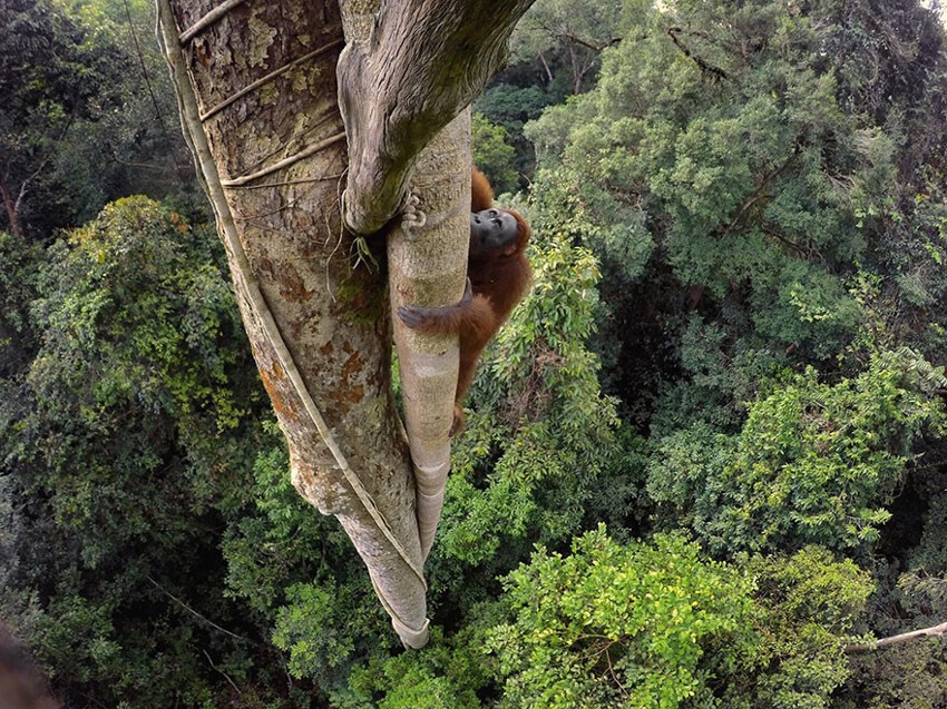 4. Орангутанг взобрался на высоту 30 м за фруктом, Индонезия.