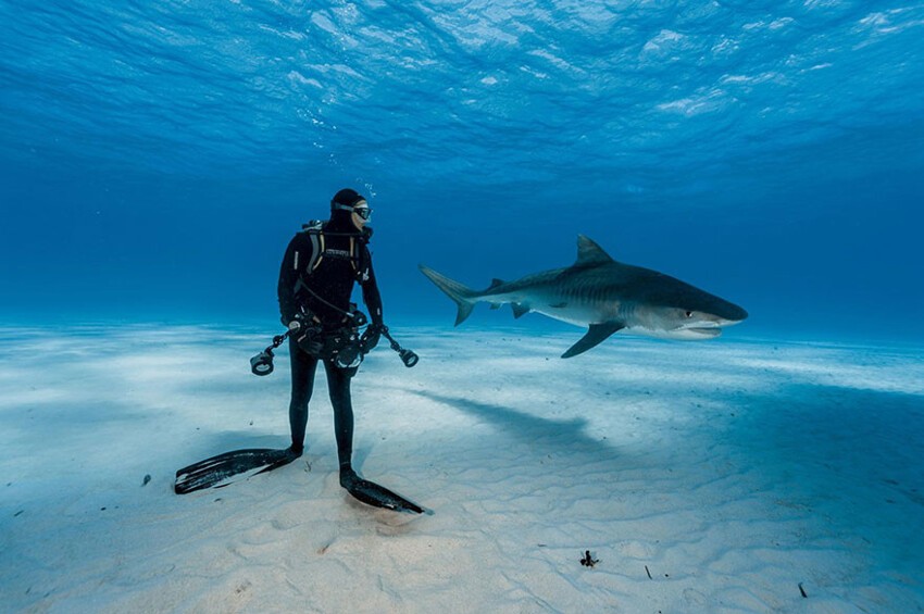 29. Дайвер и тигровая акула на Багамах.