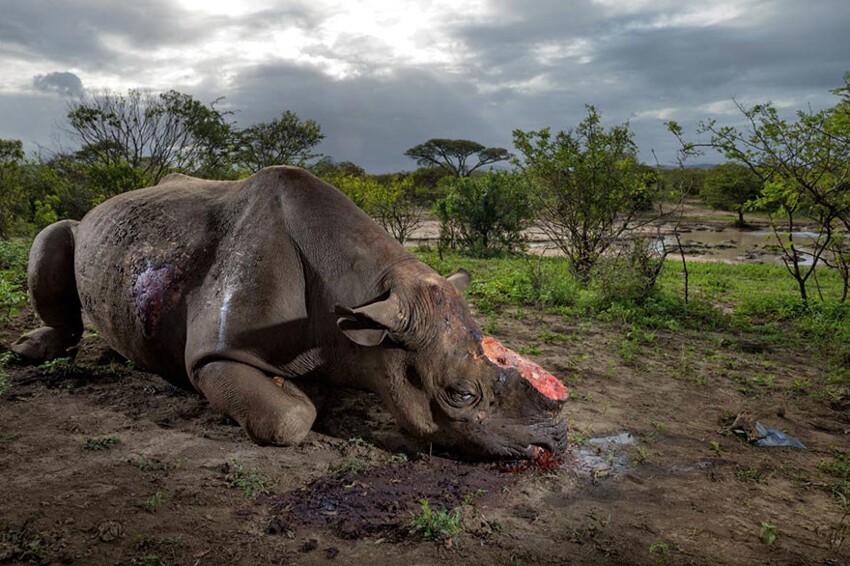 26. Черный носорог, убитый браконьерами из-за рога.