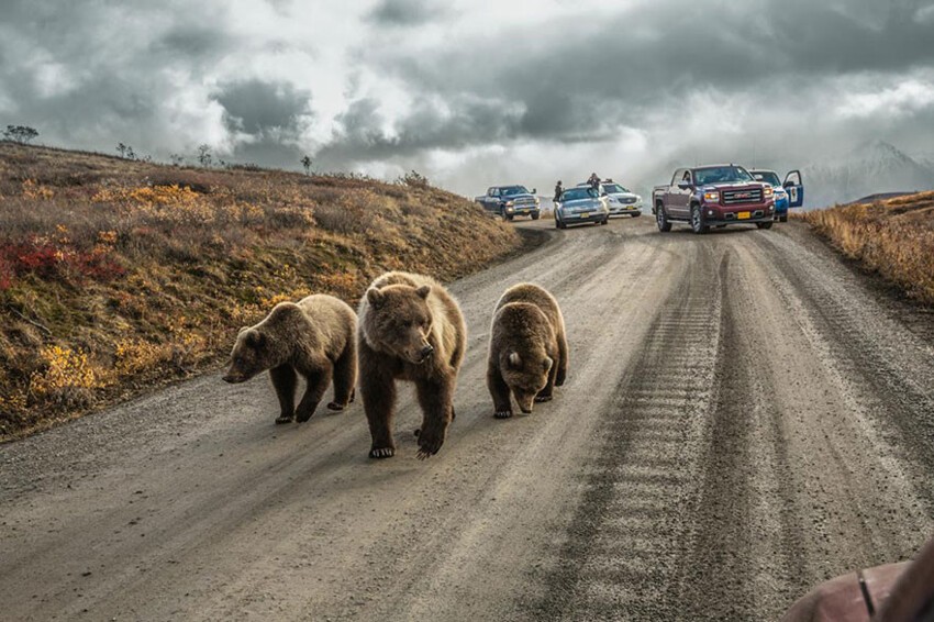 12. Медведица с детенышами на дороге, Аляска.