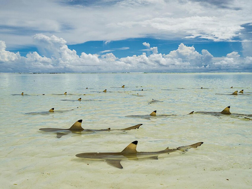 6. Черноперые рифовые акулы в лагуне атолла Альдабра, Сейшелы.
