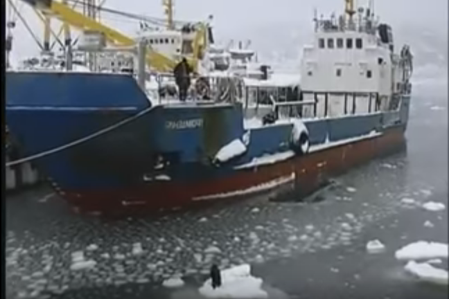 Моряки спаски собаку, которая дрейфовала на льдине в Охотском море
