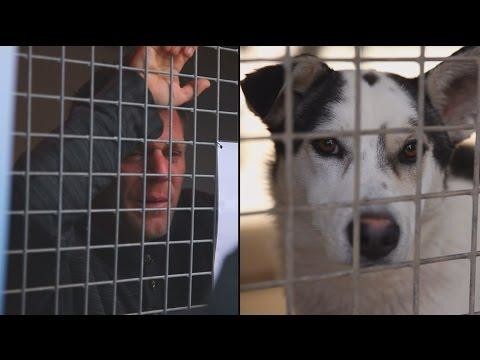 Запертый в клетке на 87 часов  француз ,собрал 200 000 евро для помощи бездомным собакам 