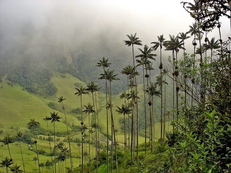 Долина самых высоких пальм - «Долина Кокора»