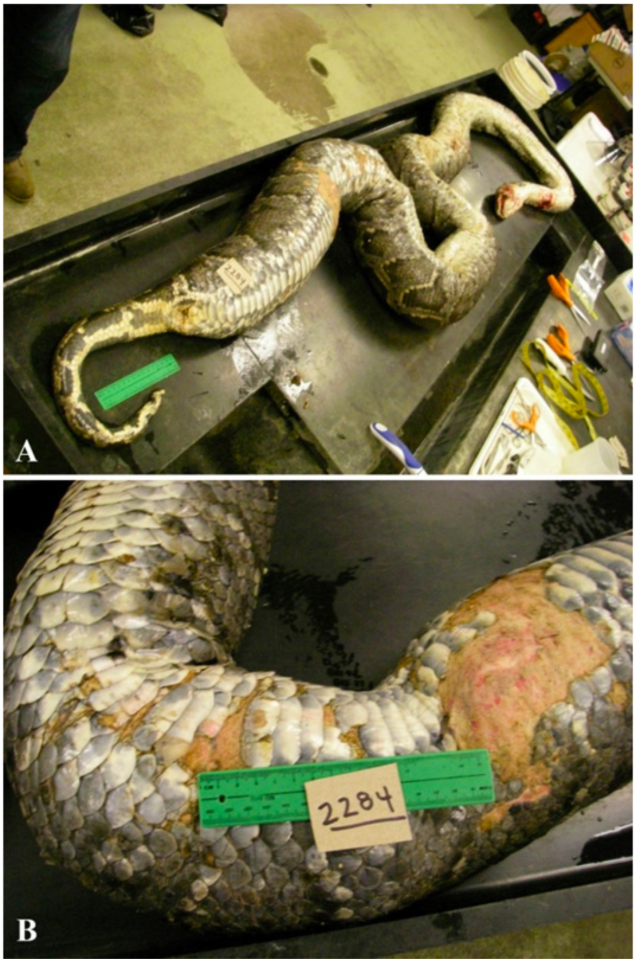 Внутри питона: вскрытие бирманской змеи шокировало ученых