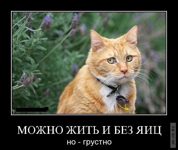 Просто коты и кошки