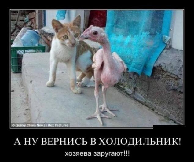 Просто коты и кошки