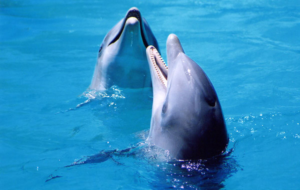 Дельфины особого назначения
