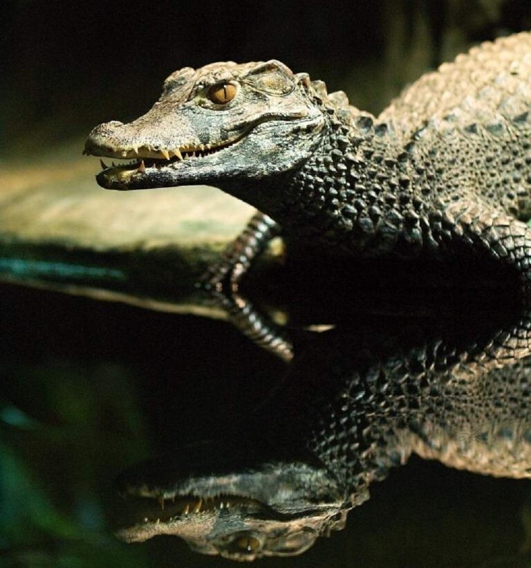 Крокодилы. Интересные факты 2