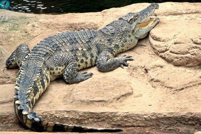 Сиамский крокодил (Crocodylus siamensis)