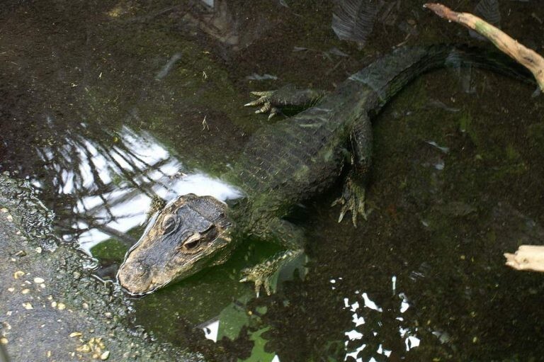 Тупорылый, или африканский карликовый крокодил (Osteolaemus tetraspis)
