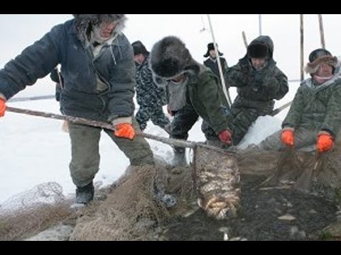 Древнейший традиционный вид рыбалки якутов - Куйуур 