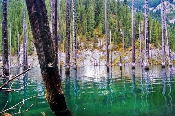 Озеро Каинды в Казахстане: затонувший лес