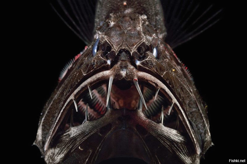 Длиннорогий саблезуб (Anoplogaster cornuta) вырастает максимум до 40 сантимет...