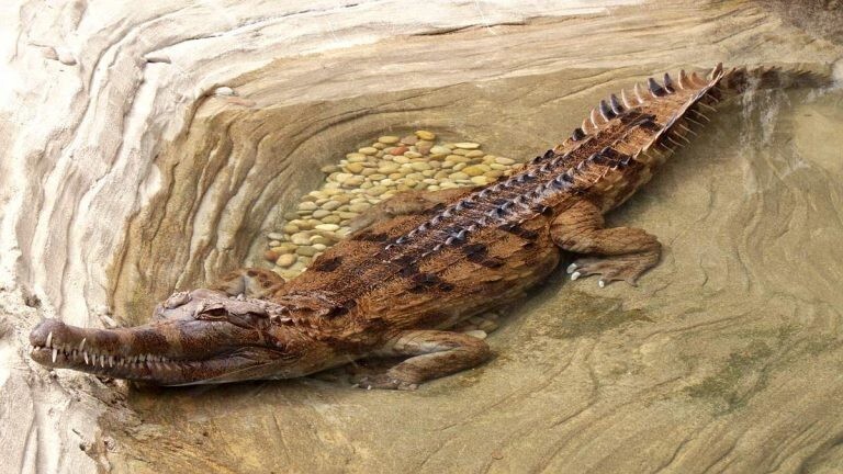 Гавиаловый крокодил (Tomistoma schlegelii) 