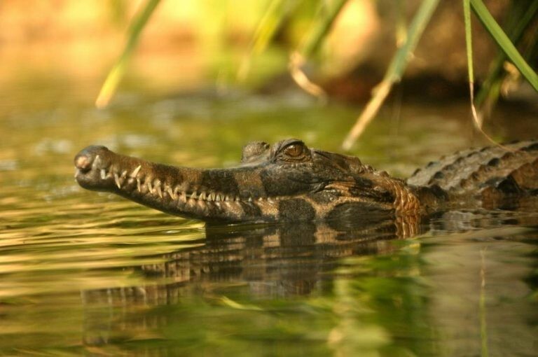 Крокодилы. Интересные факты 3