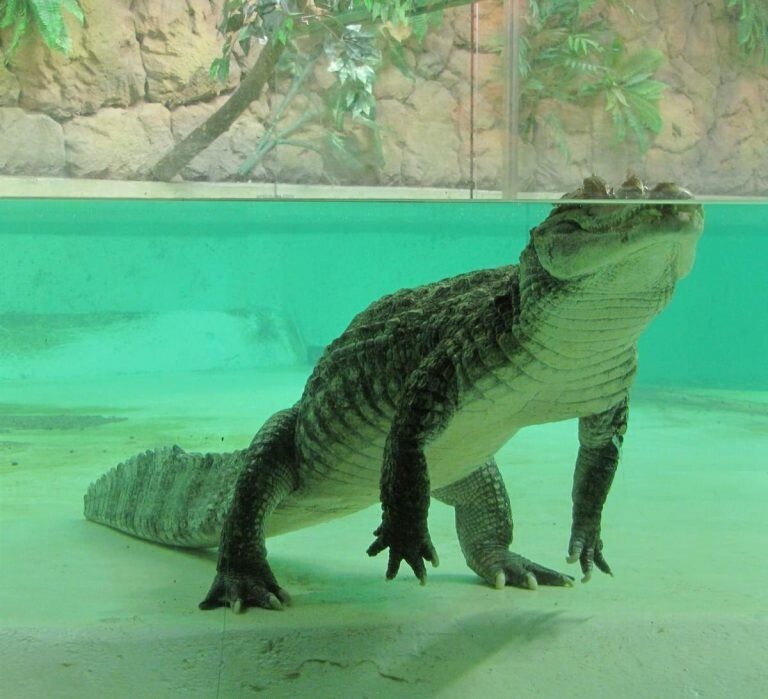 Крокодиловый, или очковый кайман (Caiman crocodilus) 