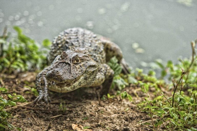 Широкомордый кайман (Caiman latirostris) 