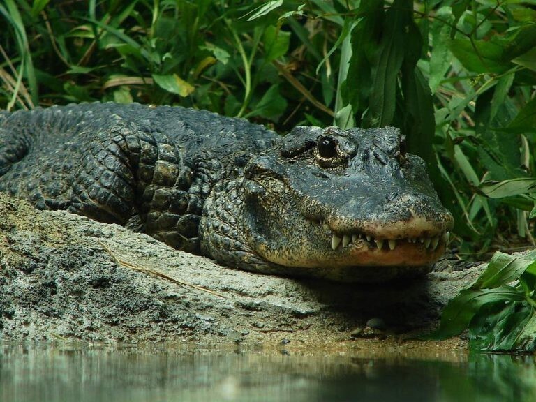 Китайский аллигатор (Alligator sinensis)