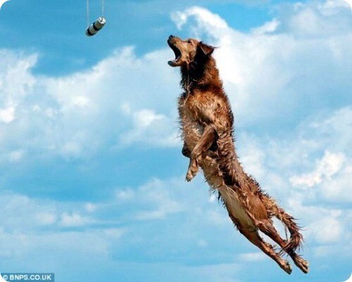 Собаки которые умеют летать 