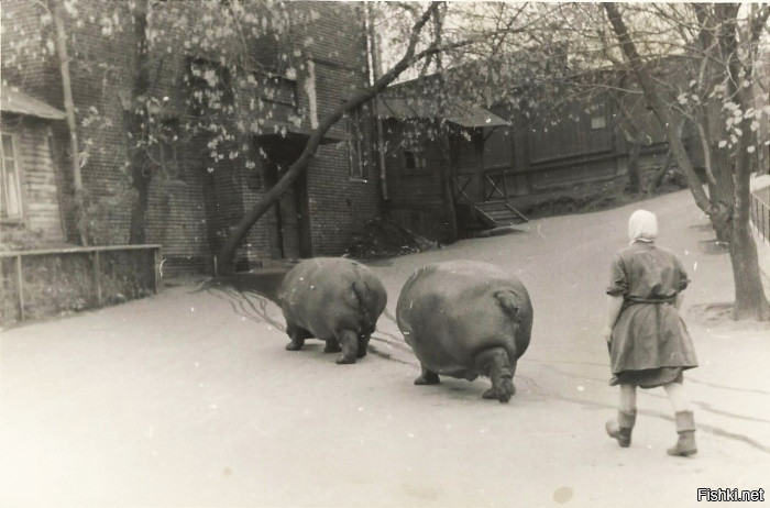 Выгул бегемотов в зоопарке, 1950–е годы, Москва