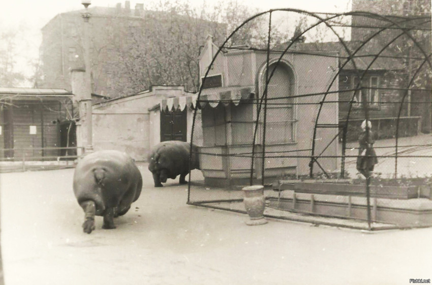 Выгул бегемотов в зоопарке, 1950–е годы, Москва