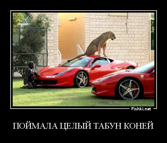 Поймала целый табун коней