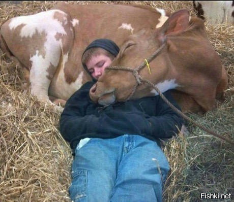Он пошел проверить больную корову, а такими их обнаружила утром его мать