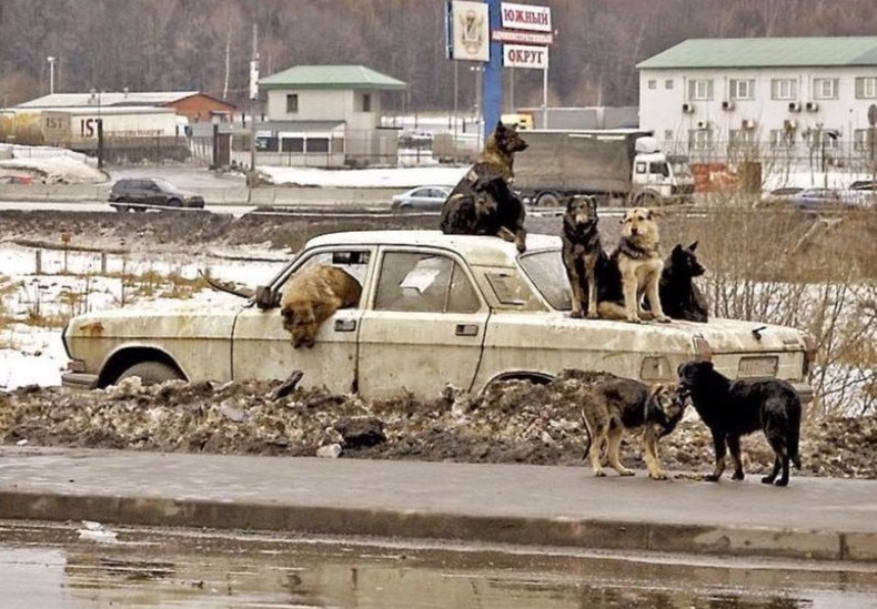 Свежая подборка автоприколов