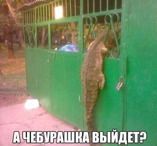 Прикольные зверушки