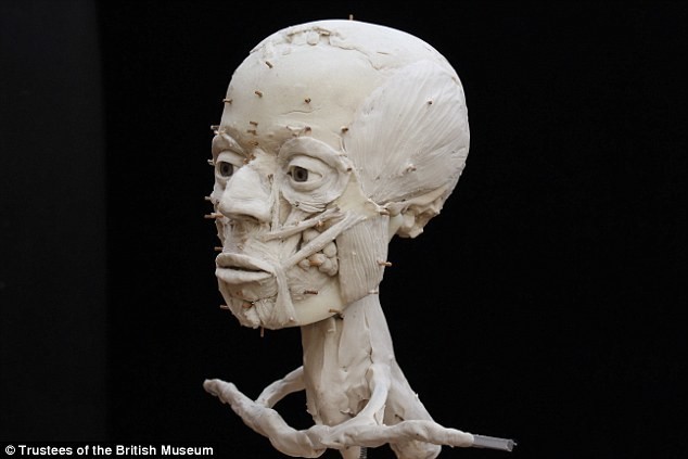 Полное микро-КТ дало новую информацию о черепе, что и вдохновило музей провести полную реконструкцию. На данном фото — полпути реконструкции пройдено (мышцы и ткани)