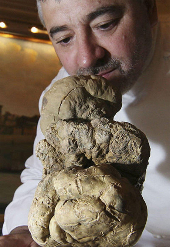 А это 1.5-килограммовый белый трюфель – благородный продукт. Он продан за 160 тыс. фунтов стерлингов.