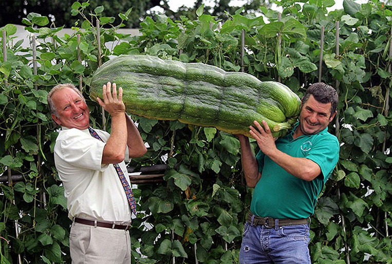 Садовод Филипп Ваувэлс вместе со своим сыном Эндрю и гигантским кабачком весом 51 кг.