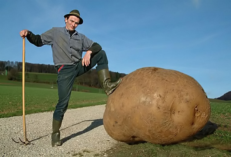 Гигантский картофель, выращенный неизвестным овощеводом. Хотя, скорее всего, это какой-то любитель Фотошопа, так как максимальный вес картофеля из Книги рекордов Гиннеса – менее 4 кг =)