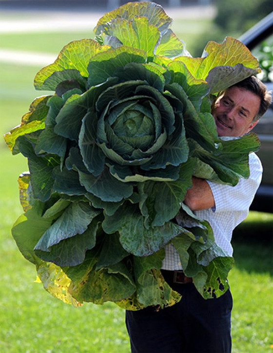 Дэйв Элкок и Эдрин Рид держат 30-килограммовый кочан капусты, который занял 1 место на выставке гигантских овощей.
