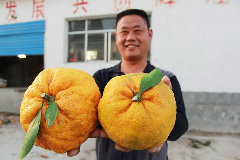 На этой фотографии житель Китая Лю Фэнбинь показывает свой урожай гигантских апельсинов.