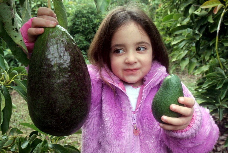 Это авокадо выросло в Израиле. На снимке изображена Авишаг Леви, которая и показывает этот плод весом 2 кг.