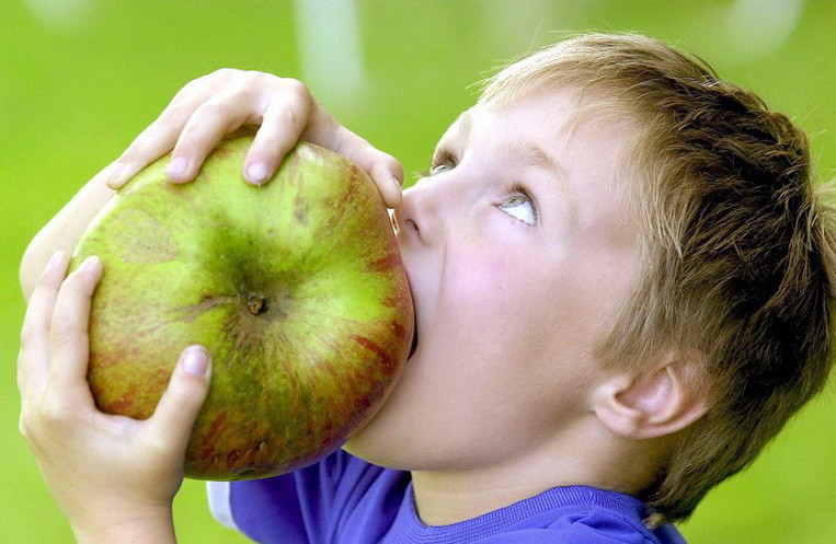 На фотографии изображено гигантское яблоко сорта Брамли