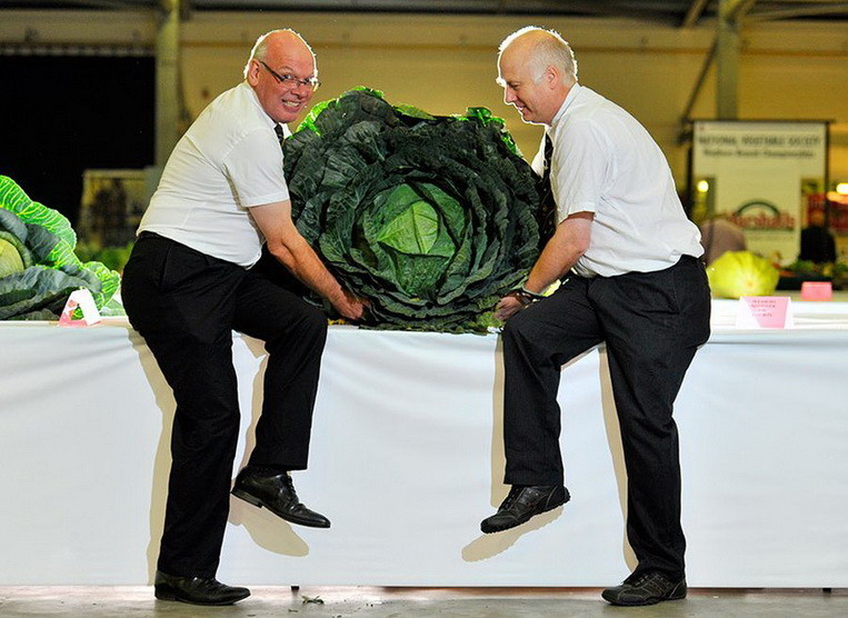 30-килограммовый кочан капусты, который занял 1 место на выставке гигантских овощей.